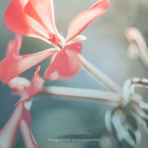 blog-programar-vida-plena