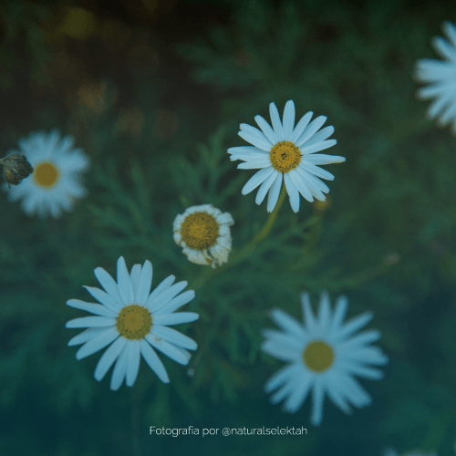 blog-para-que-mindfulness